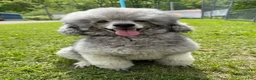 Standard Poodle dogs for sale: Standard Poodle Puppy 6 - Ad 5