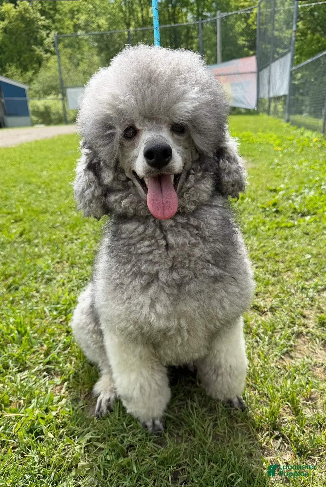 Standard Poodle dogs for sale: Standard Poodle Puppy 6 - Ad 5