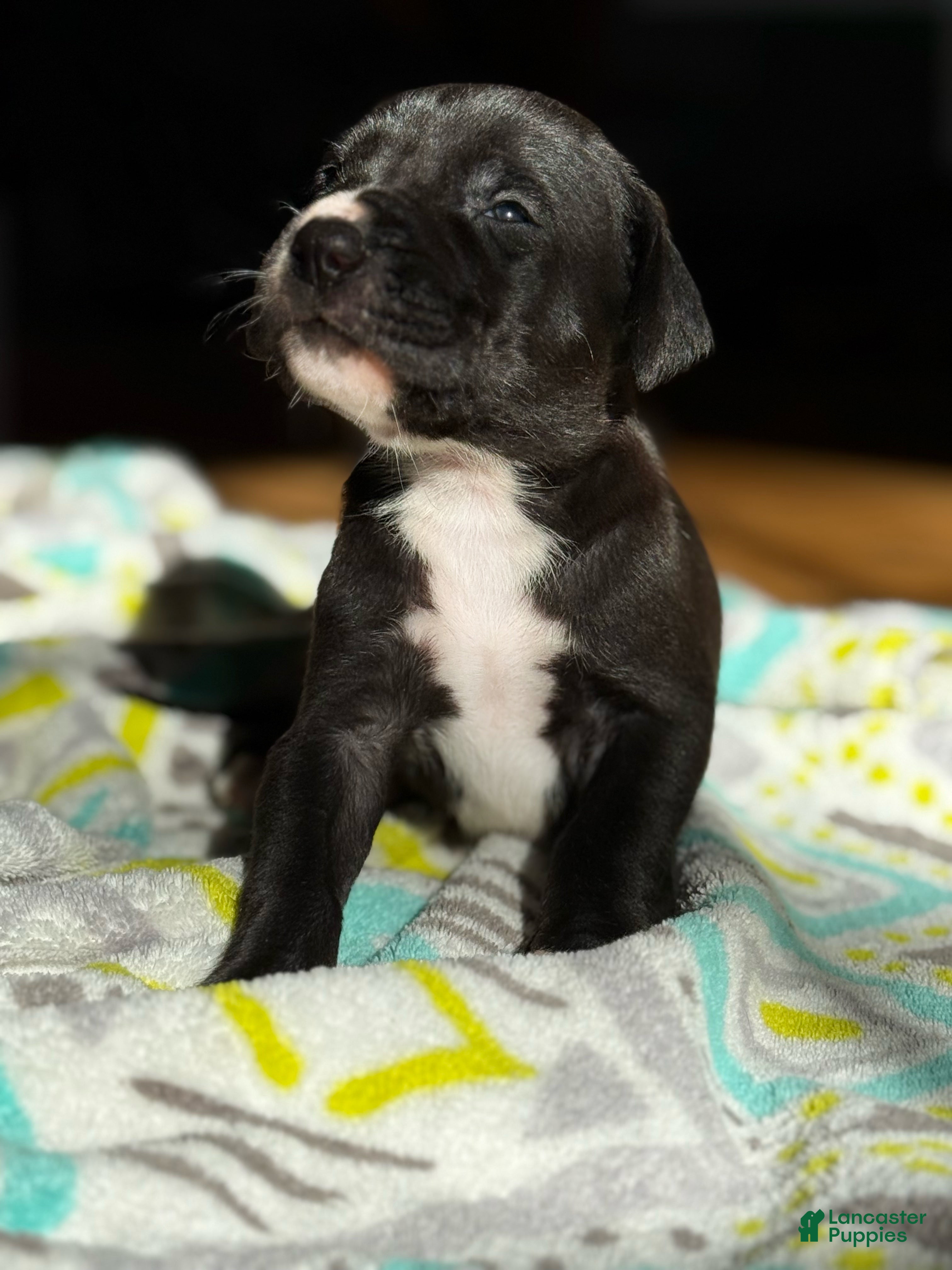 Great Dane dogs Male - Ad 37