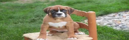 Boxer dogs for sale: Dahlia - Ad 7