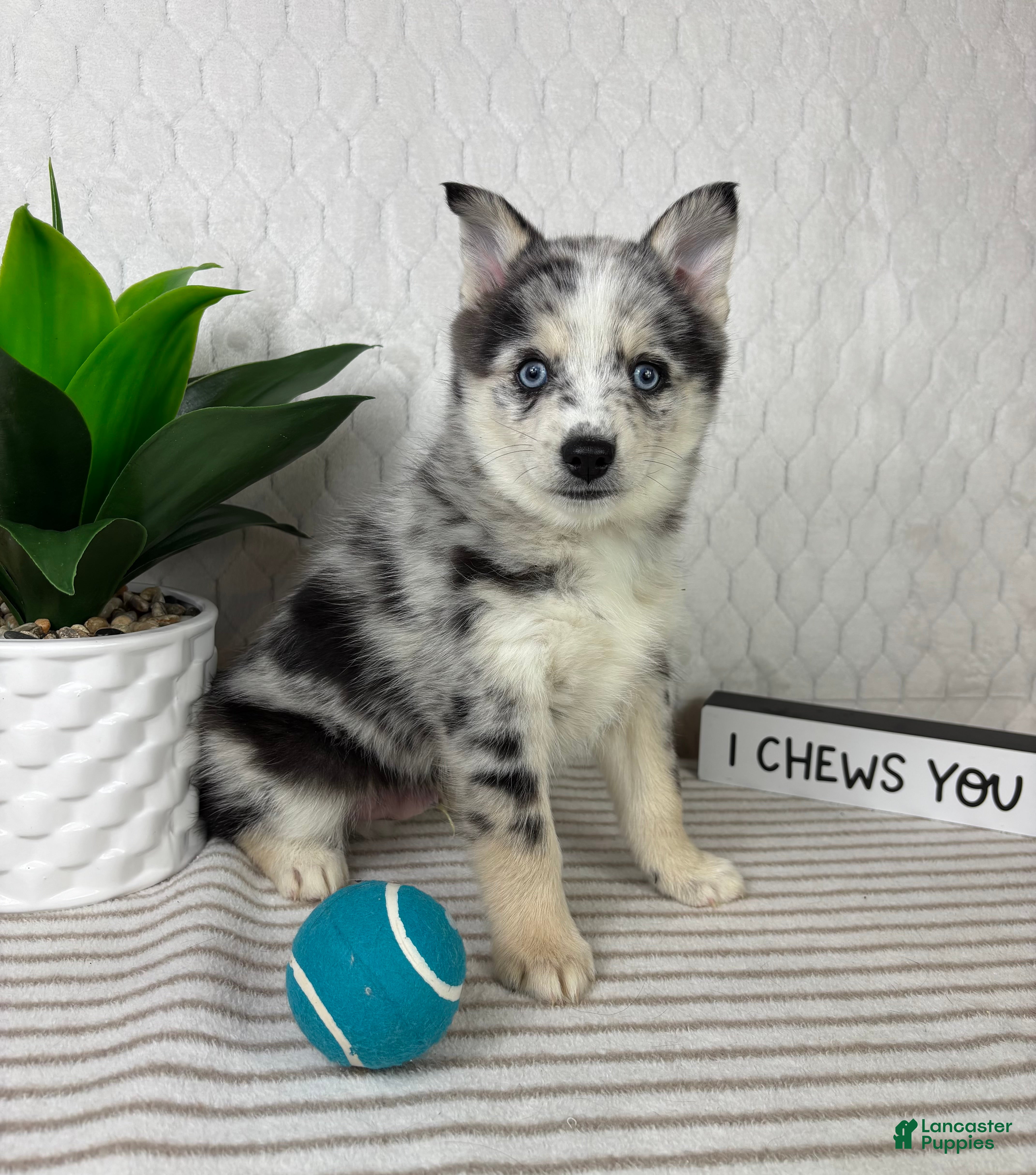 Pomsky dogs Patch - Ad 42