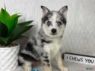 Pomsky dogs Patch - Ad 42