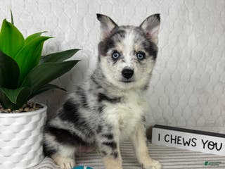 Pomsky dogs Patch - Ad 24