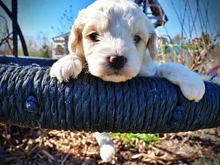 Havapoo dogs Nash - Ad 15