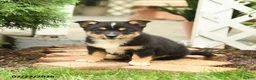 Mixed Breed dogs for sale: Lightning - Ad 1