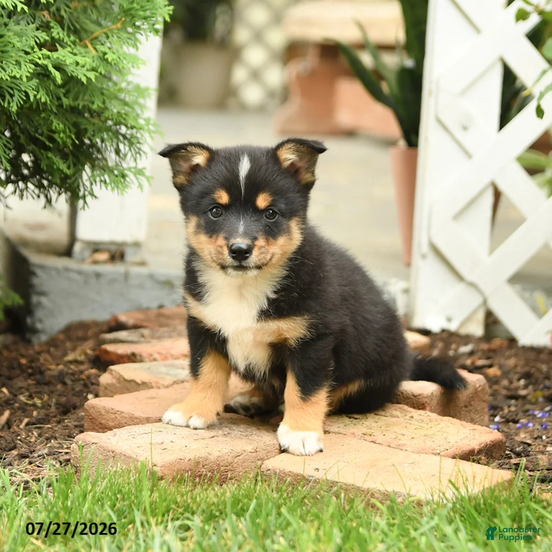 Mixed Breed dogs for sale: Lightning - Ad 1