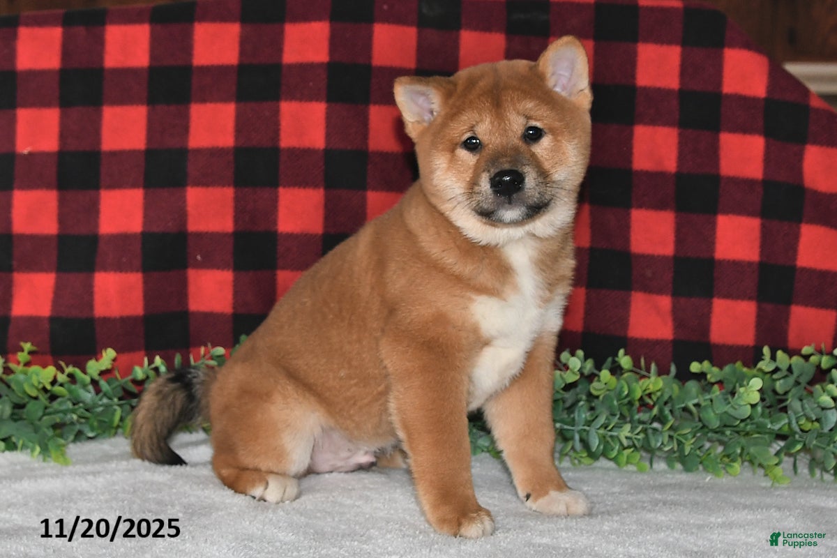 Shiba Inu dogs Spencer - Ad 32