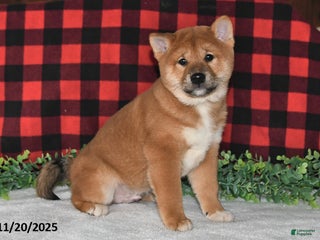 Shiba Inu dogs Spencer - Ad 31
