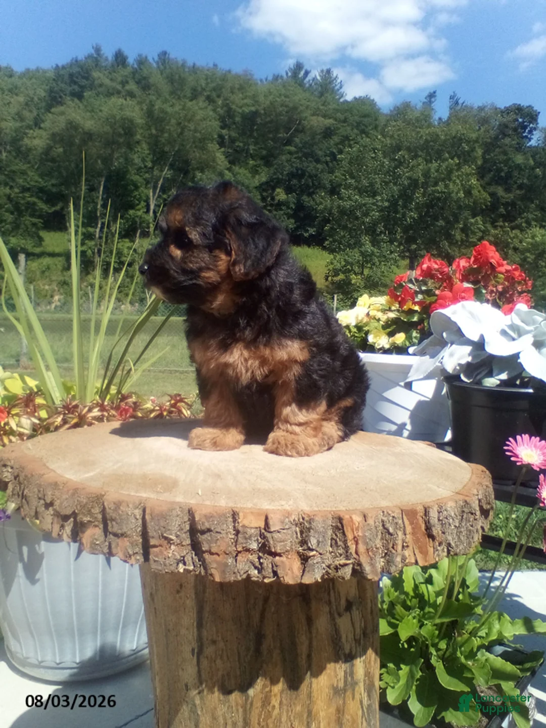 Yorkiepoo dogs for sale: Teddy - Ad 1