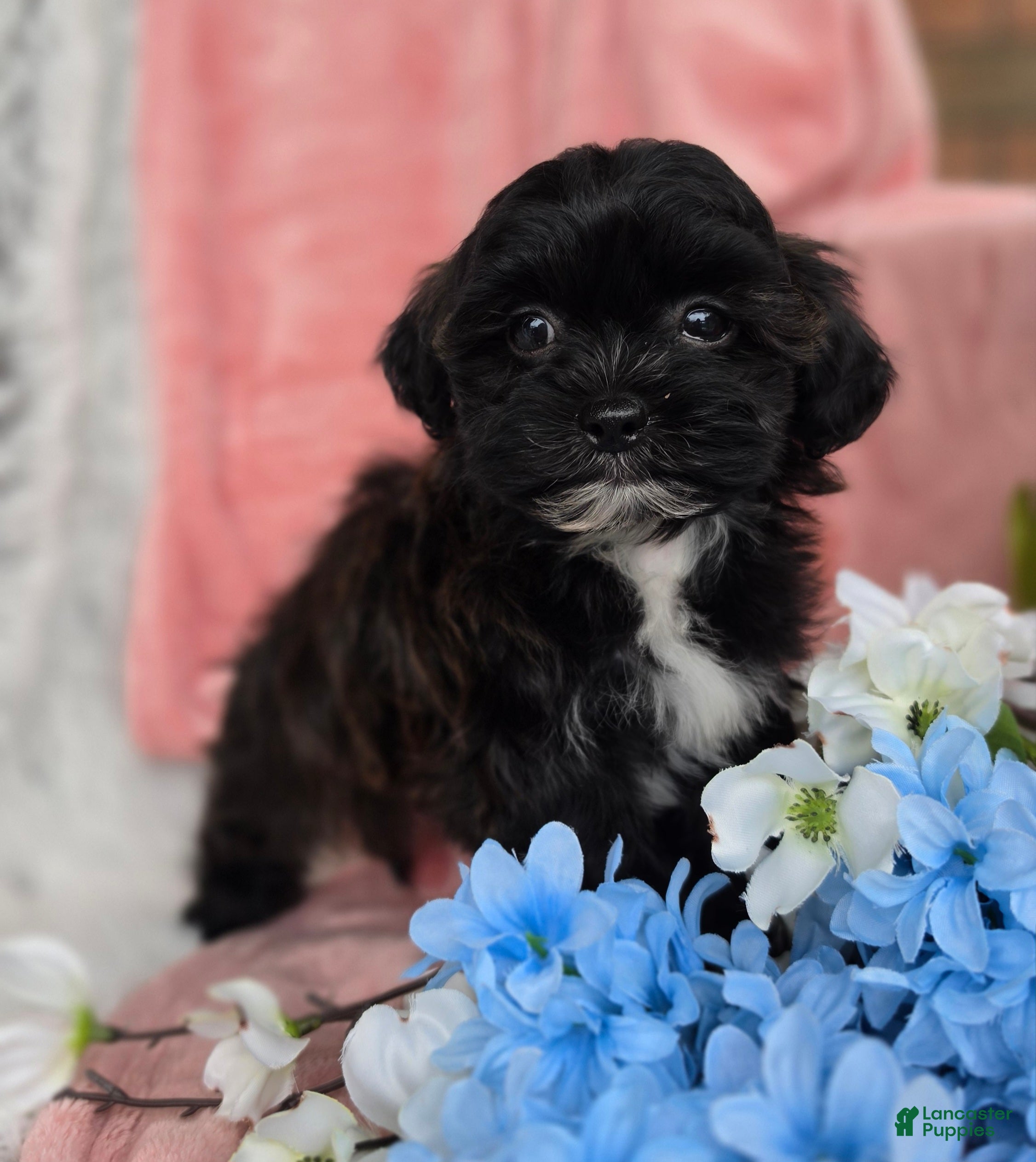 Shihpoo dogs Lacey - Ad 1