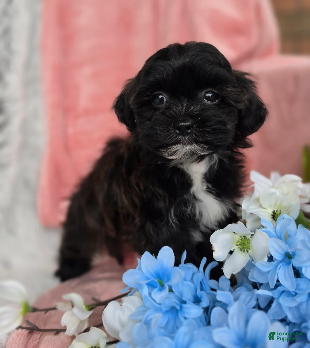 Shihpoo dogs for sale: Lacey - Ad 1