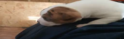 American Bulldog dogs for sale: Dot - Ad 19