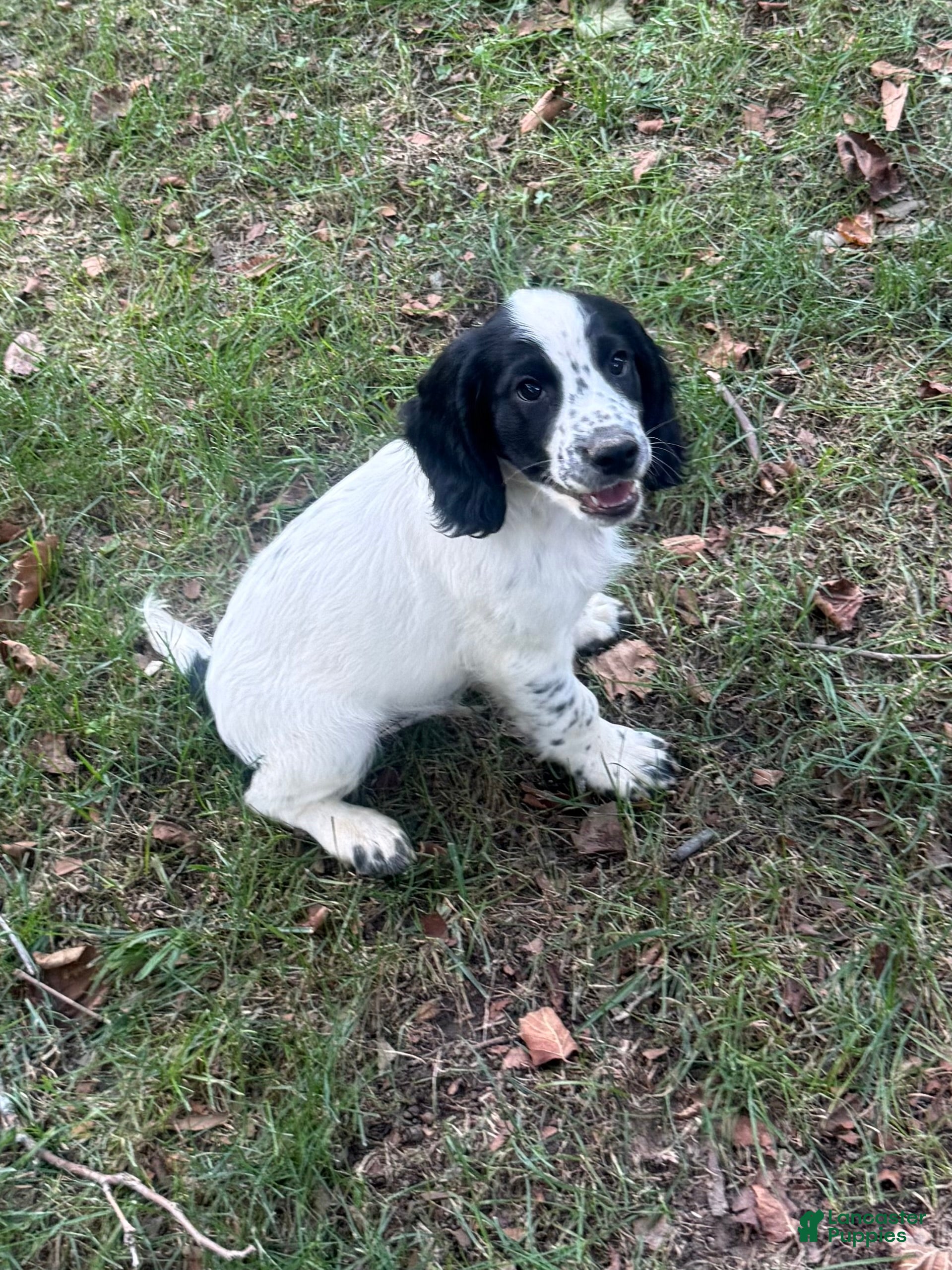 English Cocker Spaniel dogs Ruger - Ad 1
