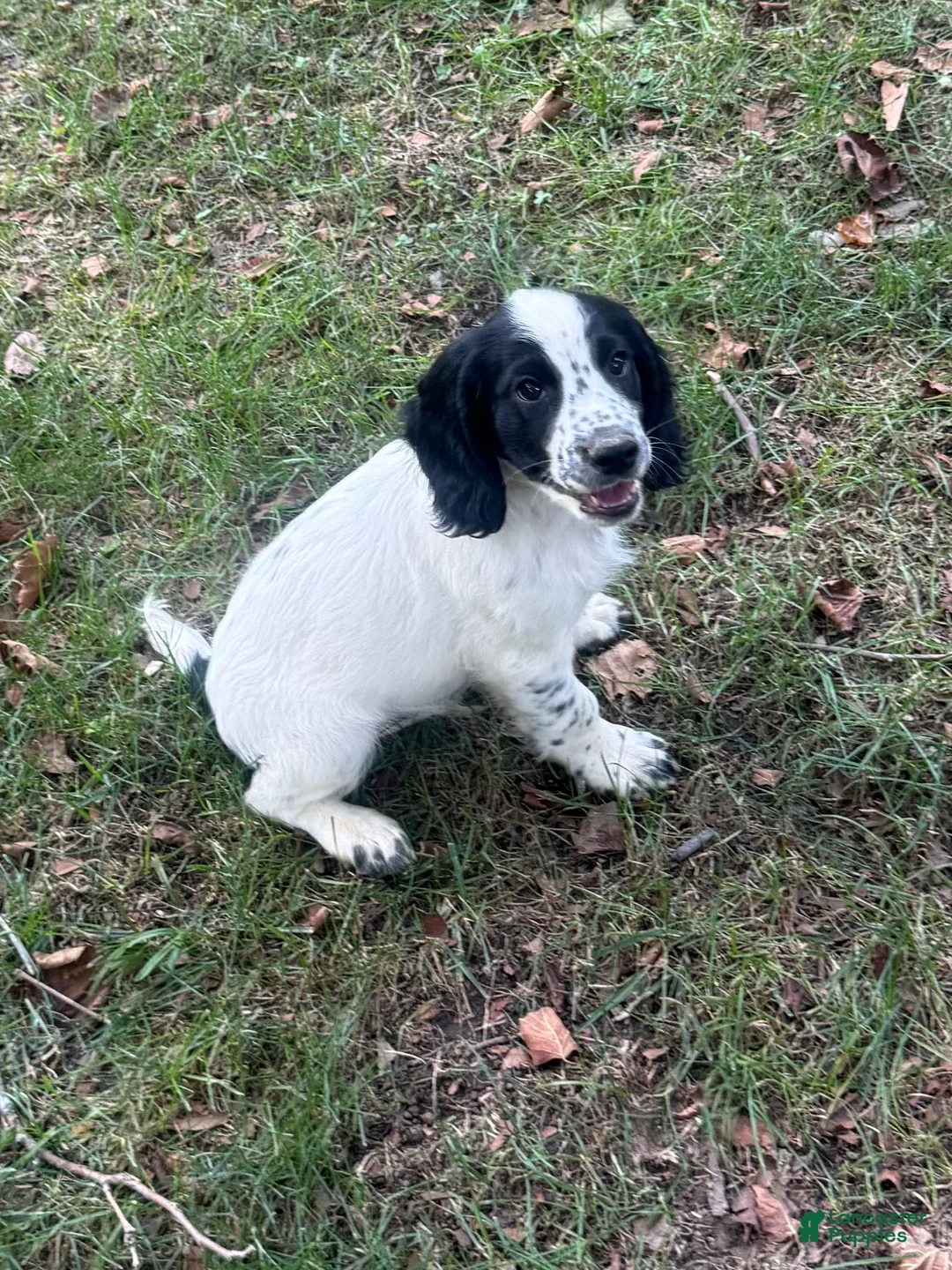 English Cocker Spaniel dogs for sale: Ruger - Ad 1