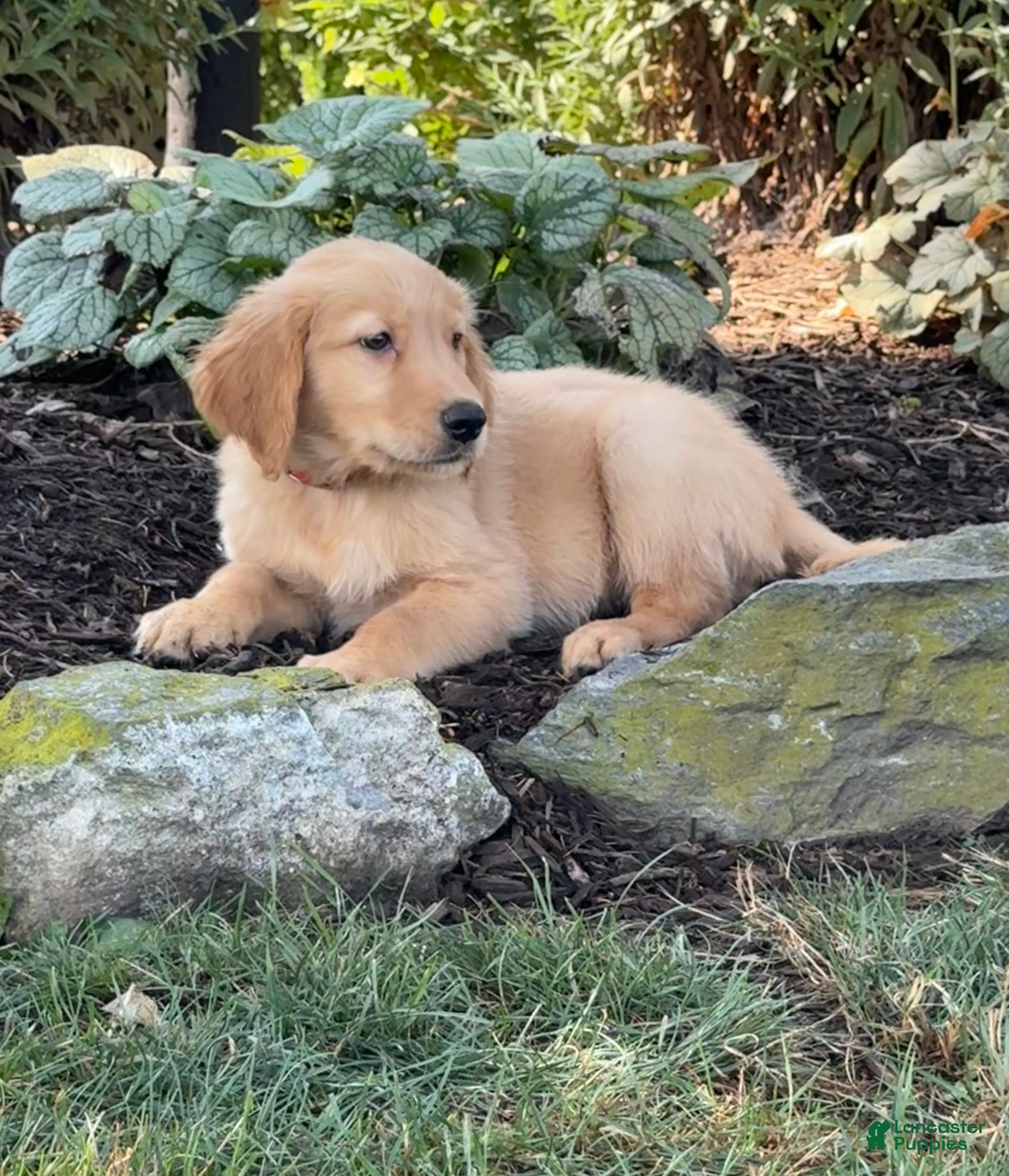 Golden Retriever dogs Kevin - Ad 2