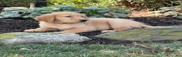 Golden Retriever dogs for sale: Kevin - Ad 2