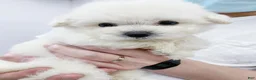 Bichon Frise dogs for sale: Meggie (Female) - 9 Weeks Old - Ad 2