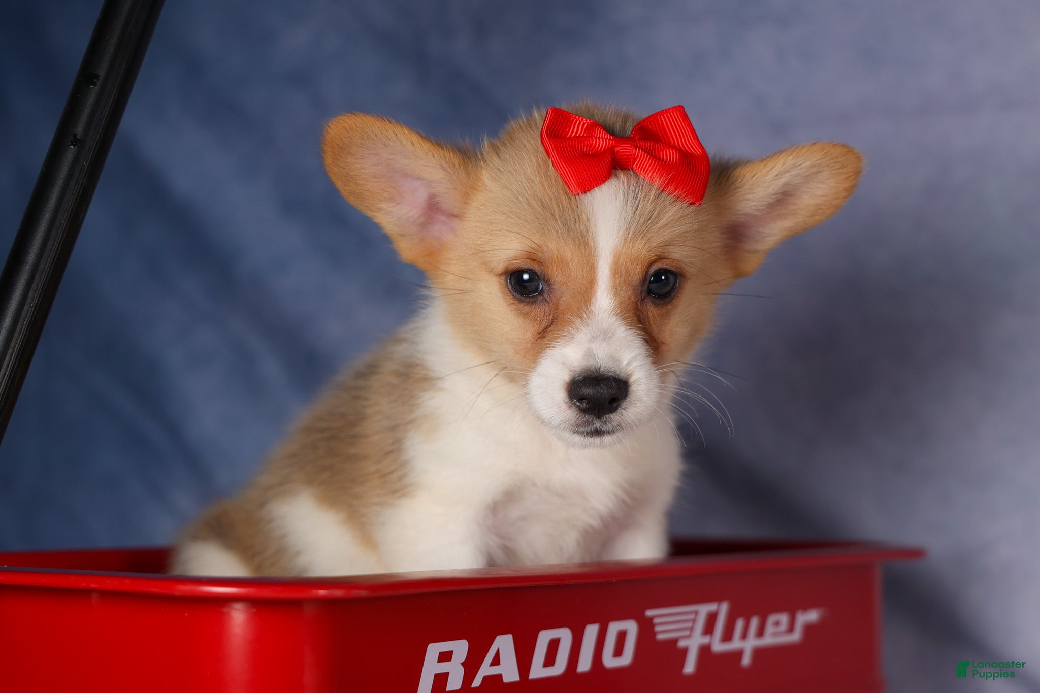 Welsh Corgi Pembroke dogs Conner  - Ad 1