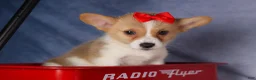 Welsh Corgi Pembroke dogs for sale: Conner  - Ad 1
