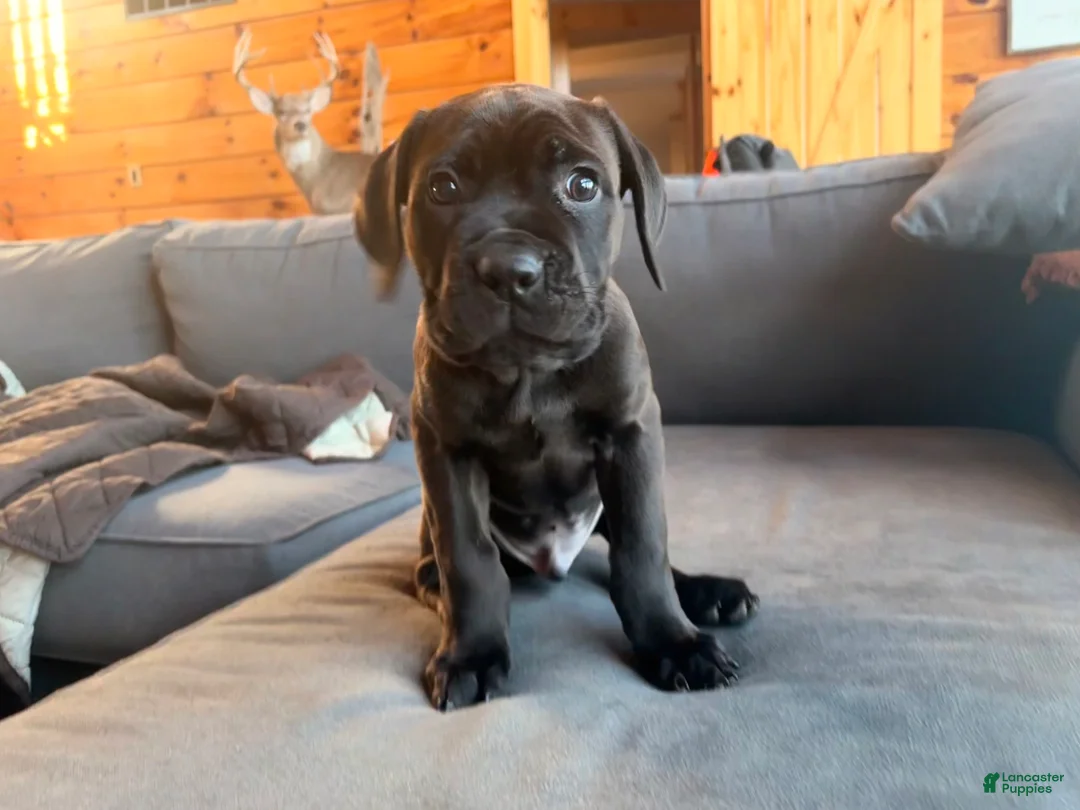 Cane Corso dogs for sale: Green boy - Ad 4