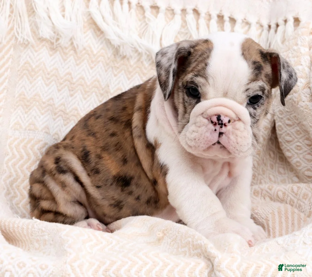 English Bulldog dogs for sale: Jaxson - Ad 2