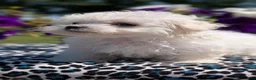 Maltese dogs for sale: Tessa - Ad 10