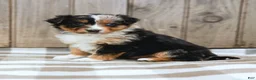 Australian Shepherd dogs for sale: Rylie - Ad 1