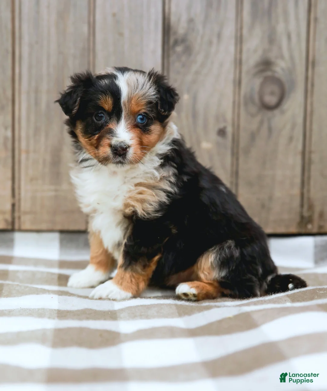 Australian Shepherd dogs for sale: Rylie - Ad 1