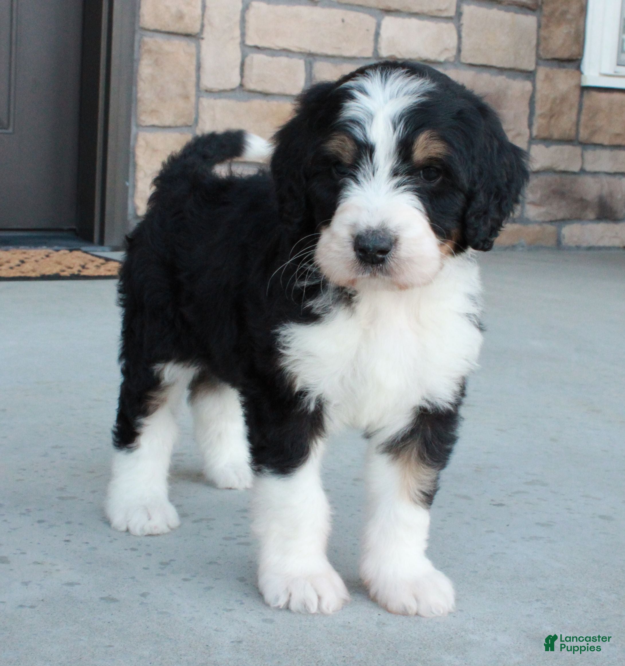 Bernedoodle dogs Chloe  - Ad 1