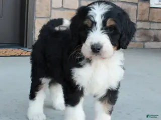 Bernedoodle dogs for sale: Chloe - Ad 3