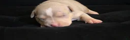 American Bully dogs for sale: Tampa - Ad 2