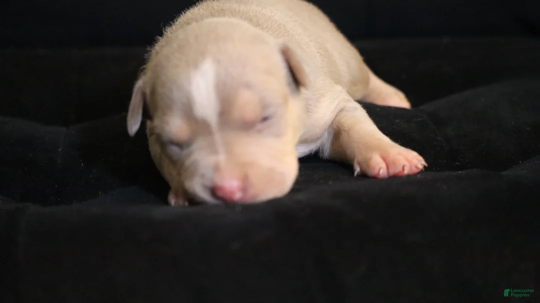 American Bully dogs for sale: Tampa - Ad 2