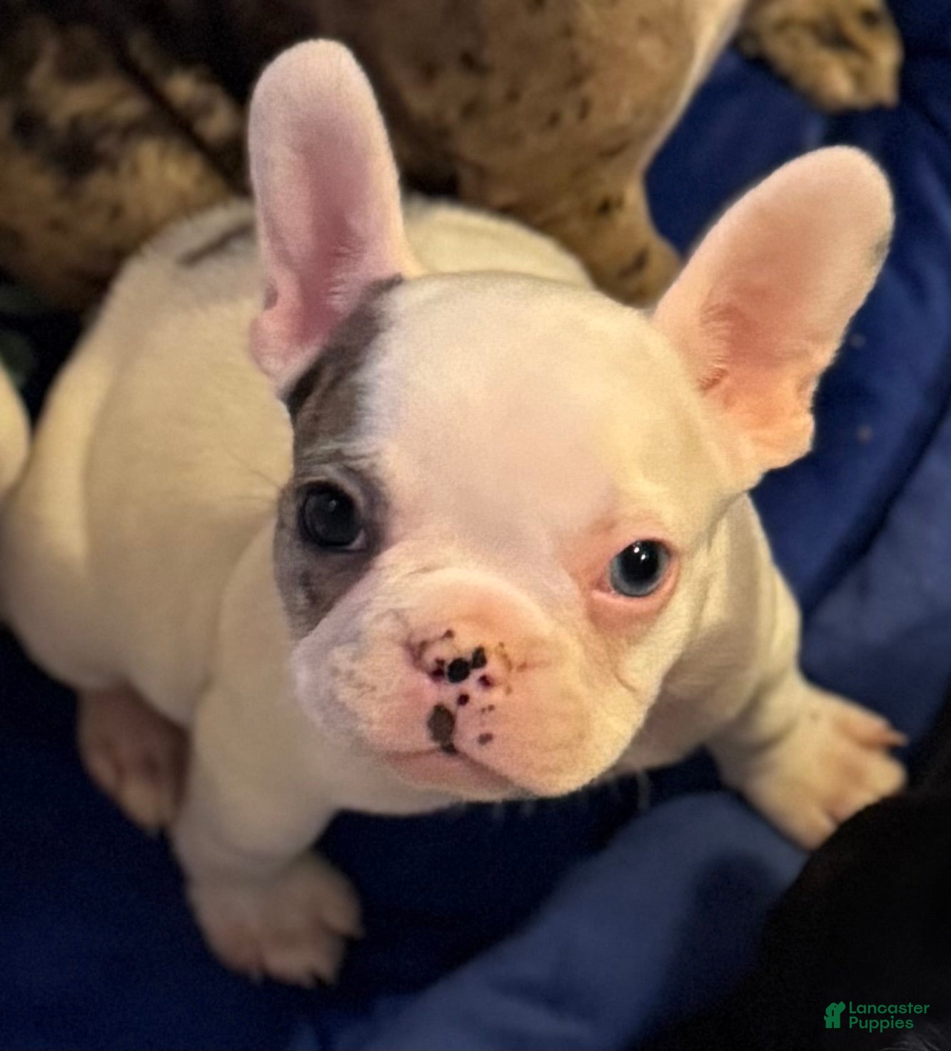 French Bulldog dogs Vinnie French Bulldog Puppy 1 - Ad 1