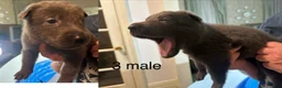Belgian Malinois dogs for sale: Belgian Malinois 8 - Ad 1