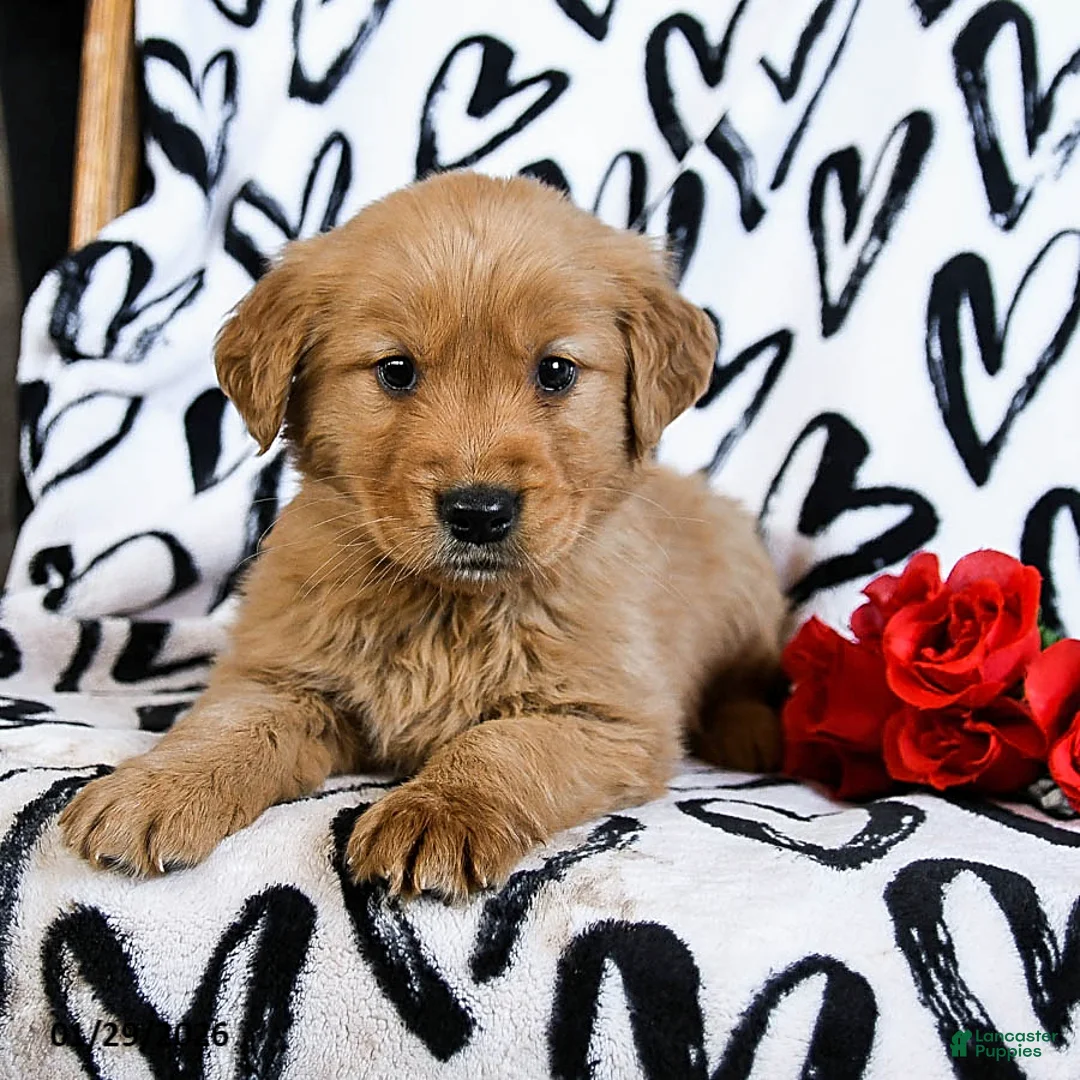 Golden Retriever dogs for sale: Lucy - Ad 4