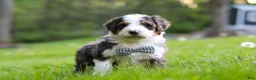 Bernedoodle dogs for sale: Rockey - Ad 2