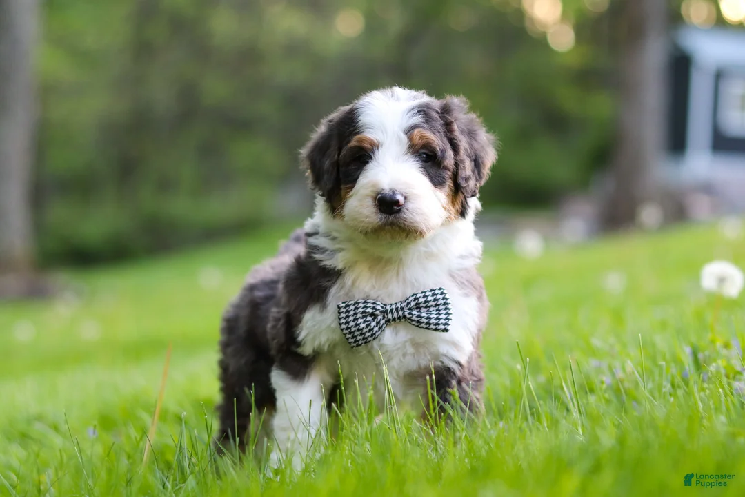 Bernedoodle dogs for sale: Rockey - Ad 2