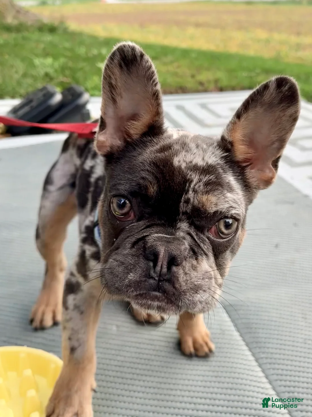 French Bulldog dogs for sale: Smokey Joe - Ad 1
