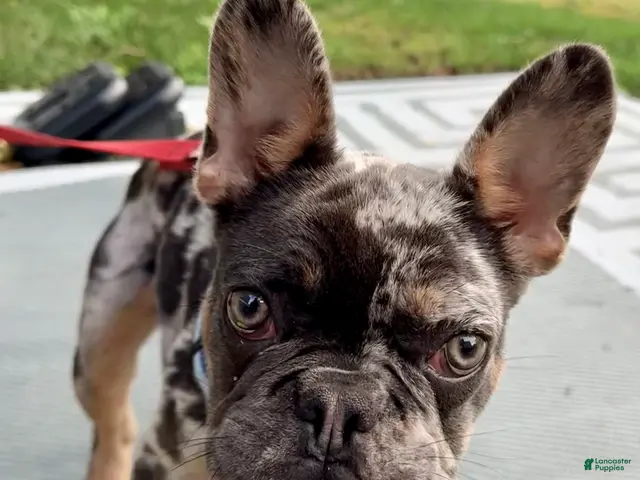 French Bulldog dogs for sale: Smokey Joe - Ad 29