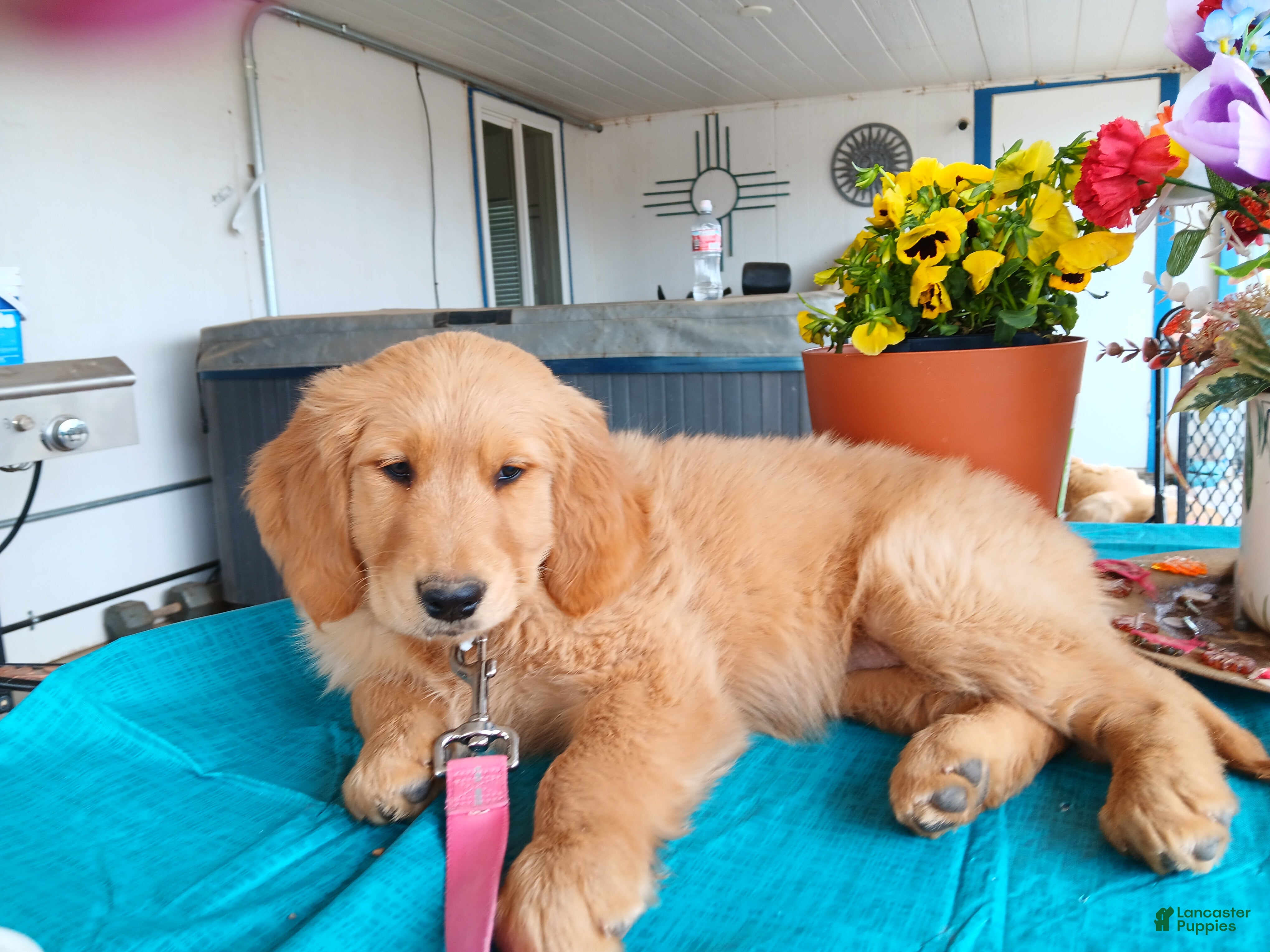 Golden Retriever dogs Sera - Ad 9