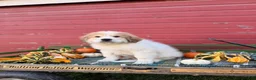 Great Pyrenees dogs for sale: Rover - Ad 7