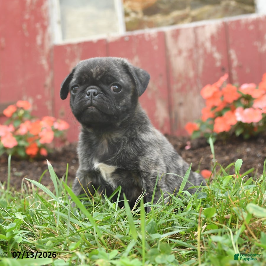 Pug dogs Kiwi - Ad 1