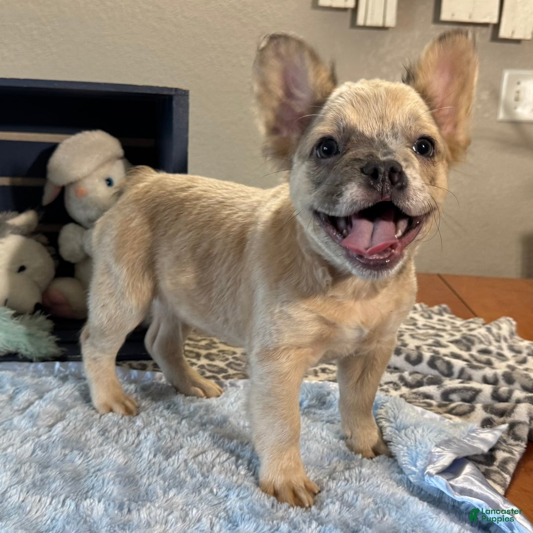 French Bulldog dogs for sale: Curtis - Ad 1