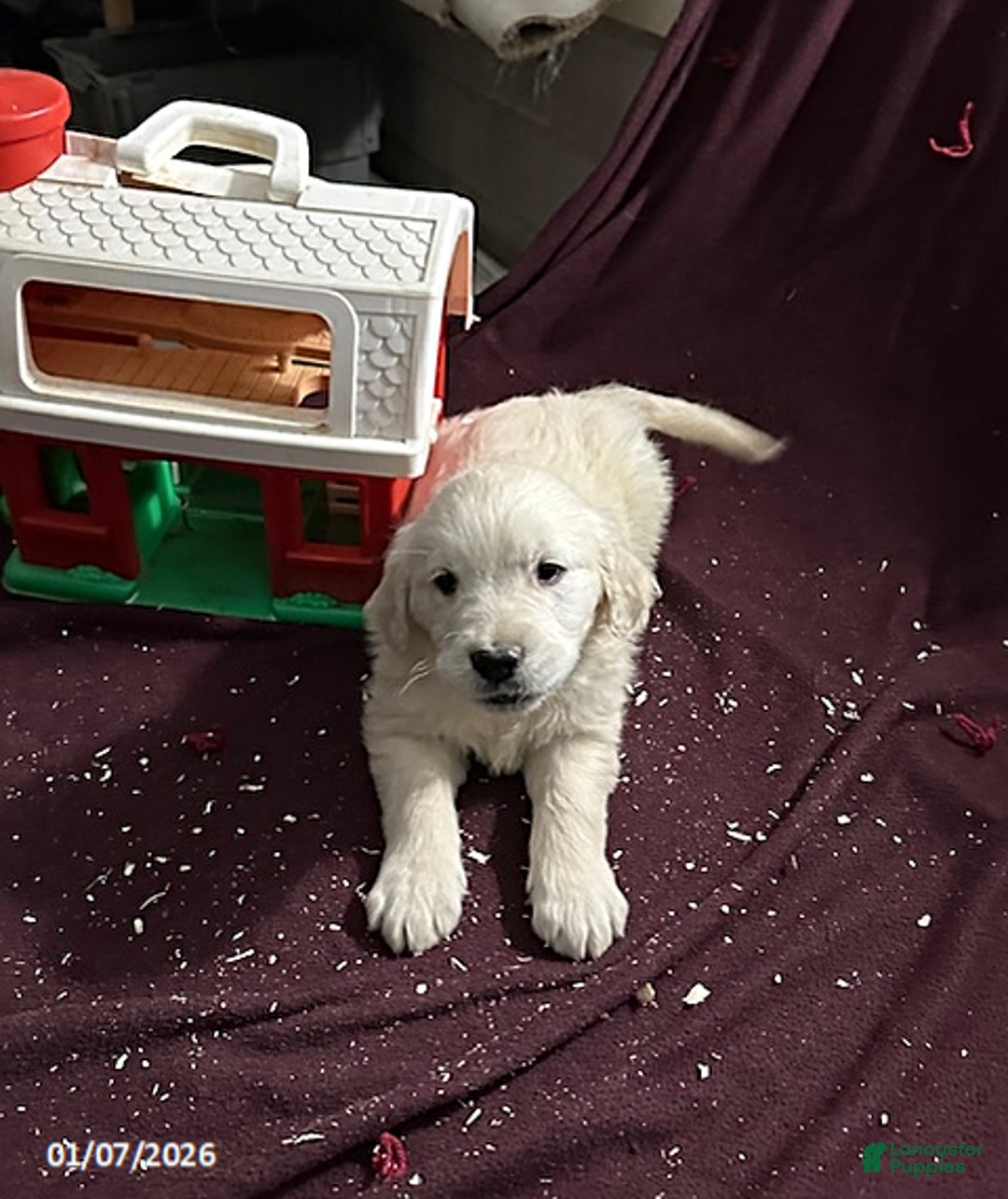 Golden Retriever dogs for sale: Mylon - Ad 2