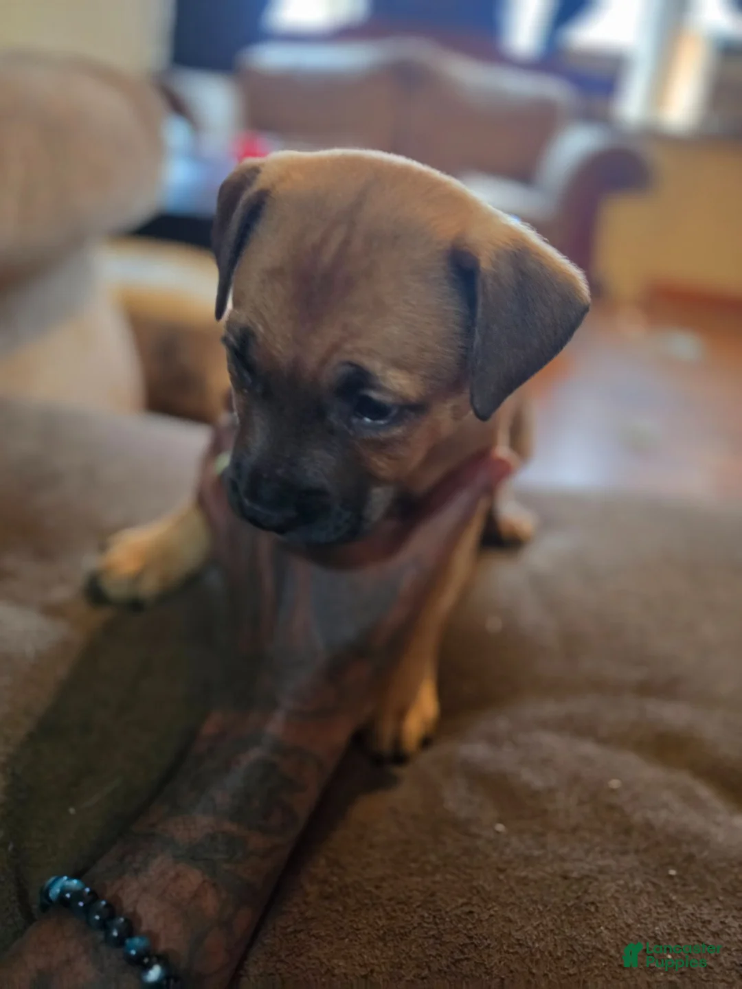 Mixed Breed dogs for sale: Bear - Ad 1