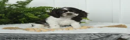 English Cocker Spaniel dogs for sale: Sarge - Ad 5