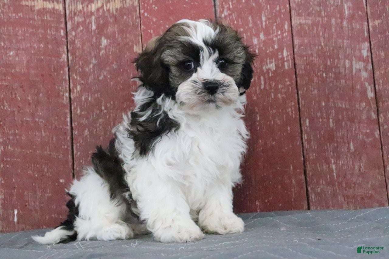 Shihpoo dogs Mitch - Ad 33
