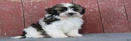 Shihpoo dogs for sale: Mitch - Ad 1