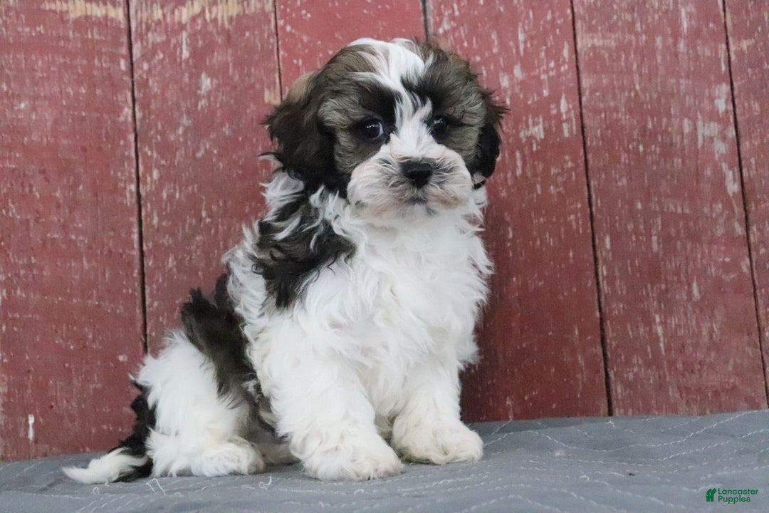 Shihpoo dogs for sale: Mitch - Ad 1