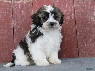 Shihpoo dogs Mitch - Ad 33